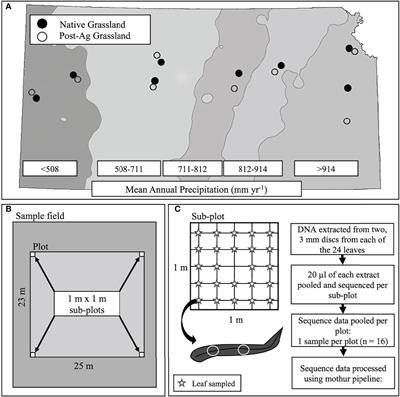 Precipitation, Not Land Use, Primarily Determines the Composition of Both Plant and Phyllosphere Fungal Communities